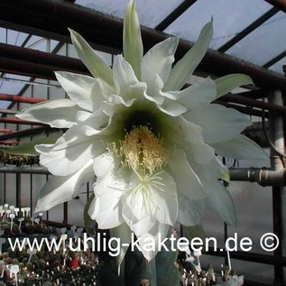 Trichocereus pachanoi        (Graines)