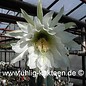 Trichocereus pachanoi        (Graines)