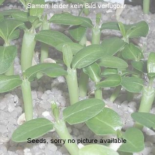 Aloe saponaria   (Seme)