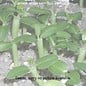 Aloe variegata        (Samen)