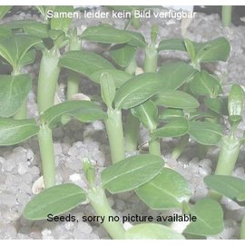 Argyroderma framesii        (Seeds)