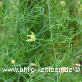 Bowiea volubilis        (Semillas)