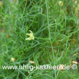 Bowiea volubilis        (Samen)