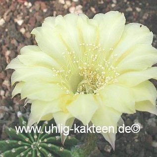 Echinopsis-Hybr. Citrus