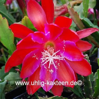 Epiphyllum-Hybr. Dracula