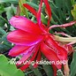 Epiphyllum-Hybr. Dracula