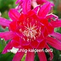 Epiphyllum-Hybr. Dracula