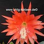 Epiphyllum-Hybr. Geisha Girl