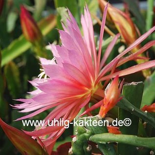 Epiphyllum-Hybr. Pink Plumes