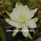 Epiphyllum-Hybr. Nicole