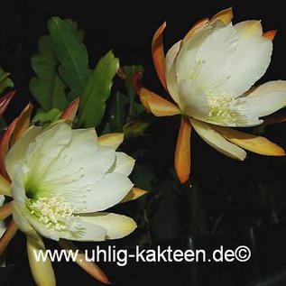 Epiphyllum-Hybr. Nicole