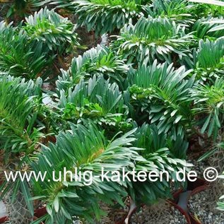 Pachypodium lamerei    gepfr. cristata