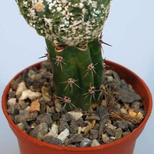 Astrophytum myriostigma cv. Fukuryu   gepfr.