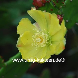 Opuntia brasiliensis  Garibaldi 795 (syn. Brasiliopuntia)