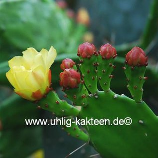 Opuntia brasiliensis  Garibaldi 795 (syn. Brasiliopuntia)