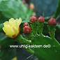 Opuntia brasiliensis  Garibaldi 795 (syn. Brasiliopuntia)