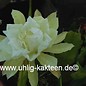 Epiphyllum-Hybr. Amrey Paetz