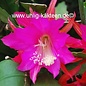 Epiphyllum-Hybr. `Annika Paetz`  (Carola Paetz x Nayada)