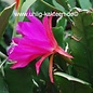 Epiphyllum-Hybr. `Annika Paetz`  (Carola Paetz x Nayada)