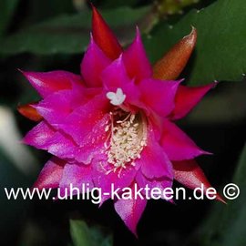 Epiphyllum-Hybr. Carsten Paetz