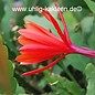 Epiphyllum-Hybr. Emperors Gladiator