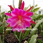 Epiphyllum-Hybr. Fr. Gundi Haage Paetz