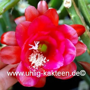 Epiphyllum-Hybr. Harald Knebel