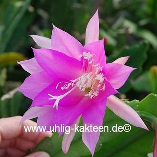 Epiphyllum-Hybr. Jette Paetz