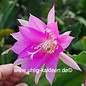 Epiphyllum-Hybr. Jette Paetz