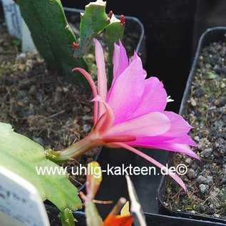 Epiphyllum-Hybr. Jette Paetz