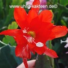 Epiphyllum-Hybr. Katrin Paetz