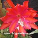 Epiphyllum-Hybr. Oriana