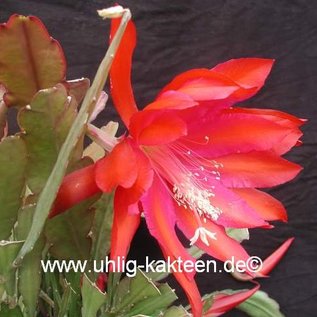 Epiphyllum-Hybr. Oriana