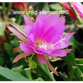 Epiphyllum-Hybr. P. J. Schade