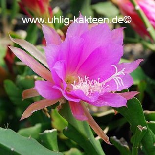 Epiphyllum-Hybr. P. J. Schade