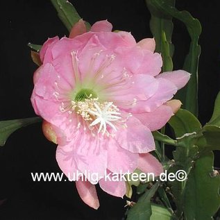 Epiphyllum-Hybr. Padre