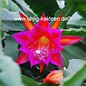 Epiphyllum-Hybr. Ramona Paetz