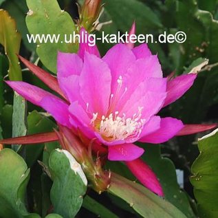 Epiphyllum-Hybr. Triumph von Utrecht