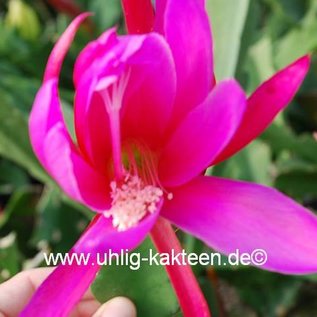 Epiphyllum-Hybr. Triumph von Utrecht