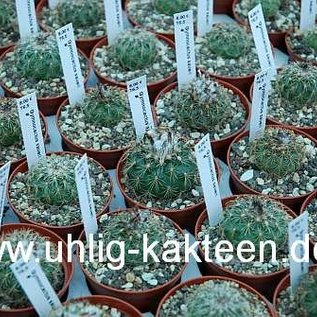 Gymnocactus saueri      CITES, not outside EU