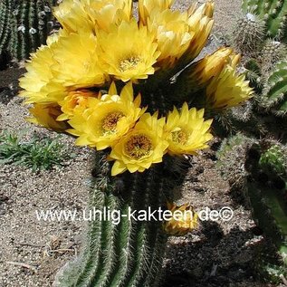 Trichocereus-Hybr. Yellow California   gehört botanisch zu Echinopsis-Hybr. Flying Saucer