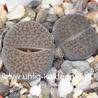 Lithops hookeri v. dabneri C 013 TL 25 km S Kimerly, Northern Cape