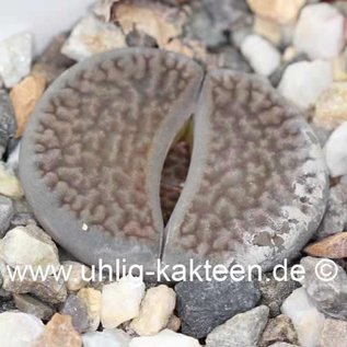 Lithops hookeri v. dabneri C 013 TL 25 km S Kimerly, Northern Cape