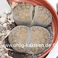 Lithops lesliei ssp. lesliei grey form C 009