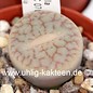 Lithops pseudotruncatella ssp. pseudotruncatella C 070 30 km S Windhoek, Namibia