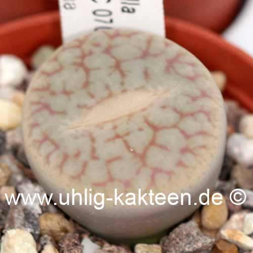 Lithops pseudotruncatella ssp. pseudotruncatella C 070 30 km S Windhoek