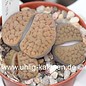 Lithops schwantesii ssp. gebseri C 165 TL