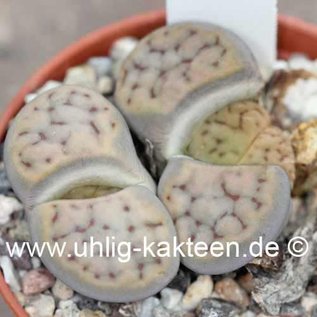 Lithops schwantesii ssp. schwantesii C 143B 60 km NNE Aus, Namibia