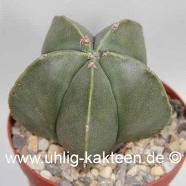 Astrophytum myriostigma  v. nudum      (Graines)