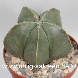 Astrophytum myriostigma  v. nudum      (Samen)